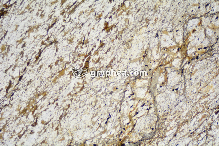 Micaschiste à andalousite LPNA x6,3 - gryphea.com